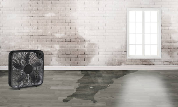 Best Basement water damage restoration  in Driggs, ID